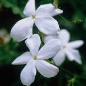 jasmine Flower, for combo pack three essential oils